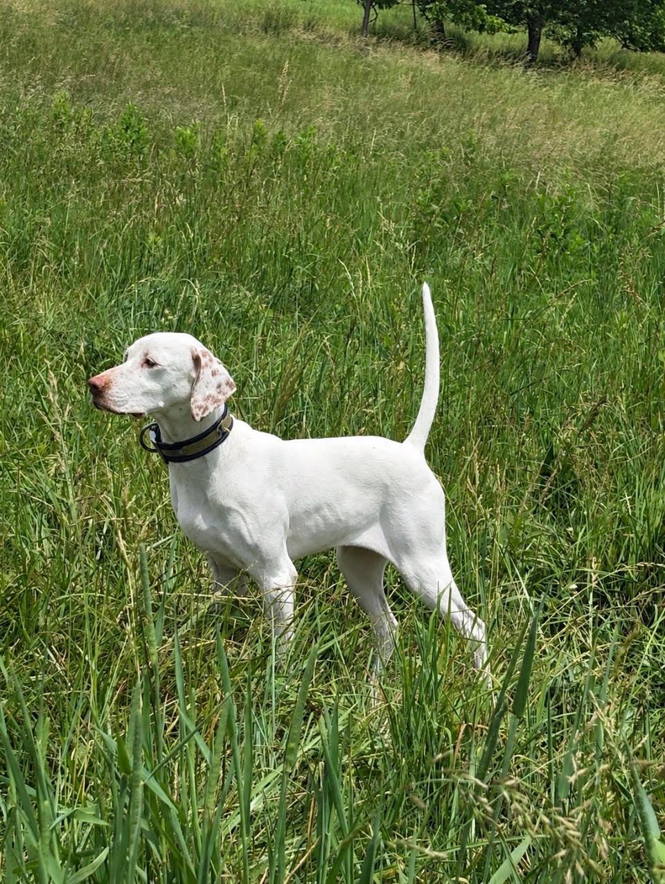 Miller's Special Cinderella, 2025 South Carolina Open Shooting Dog Champion